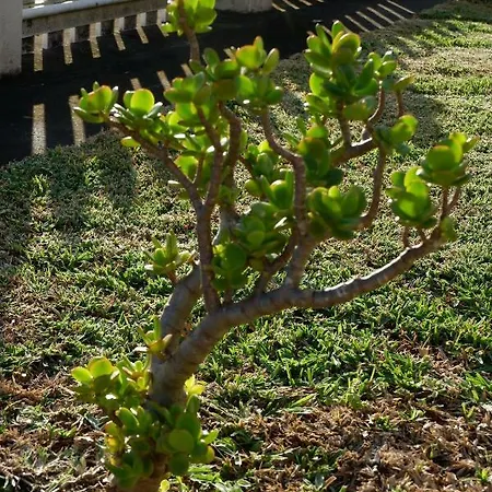 Casa Da Mata